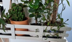 The Tree Shop Garden Centre and cafe