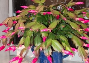 Cardwell Garden Centre