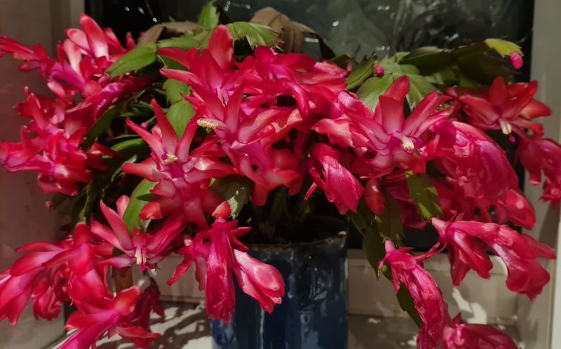 Kitchen Garden Plant Centre