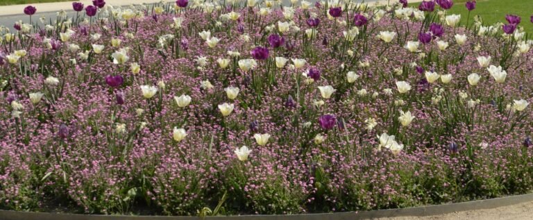 Lukesland Gardens and Tea Room