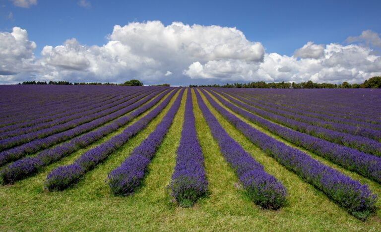 Cotswold Lavender