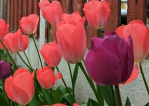 Grappenhall Heys Walled Garden