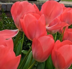 Claim Listing 1 Pontarddulais Garden Centre