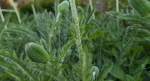 Claim Listing 1 Bruntwood Park