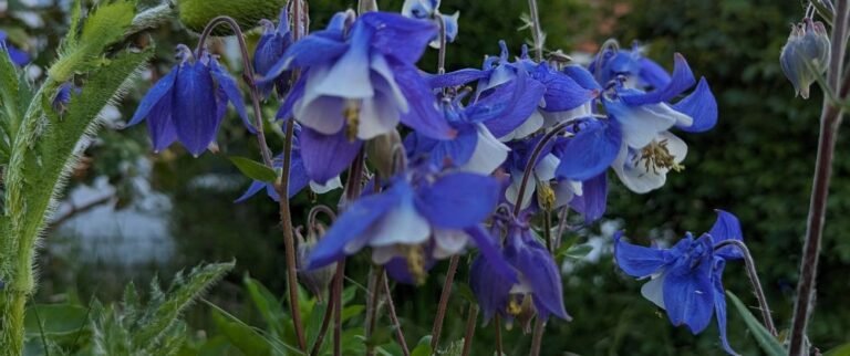 Birley Moor Garden Centre
