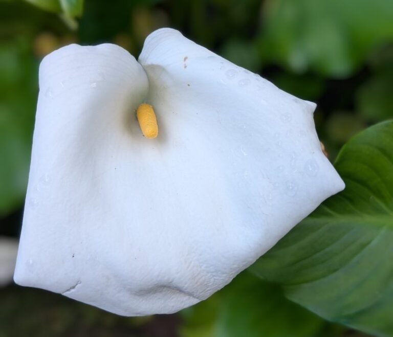 Torwood Garden Centre Ltd