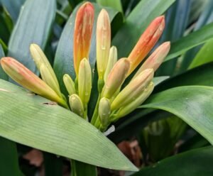 Kings Heath Garden Centre