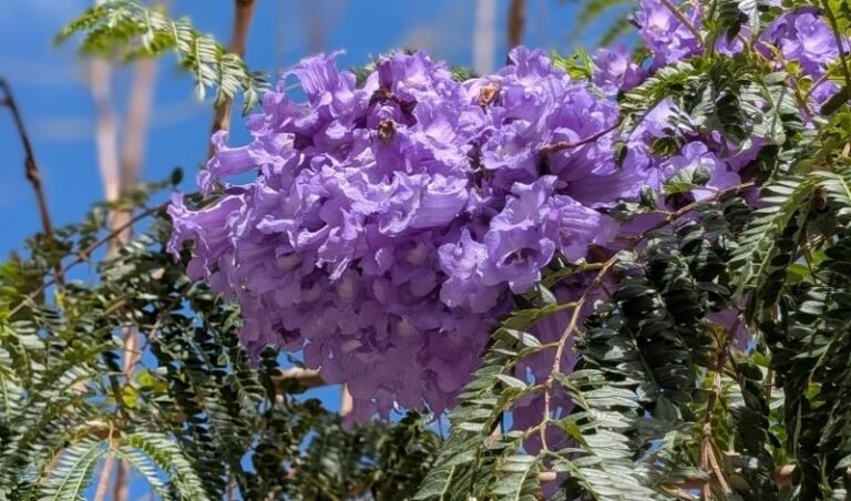 Ashridge Manor Garden Centre