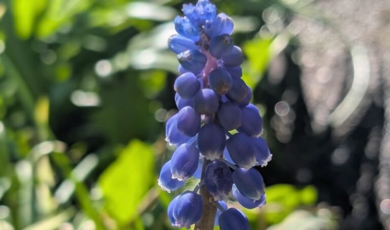 Creative Gardens Donaghadee