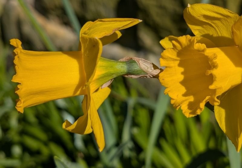 Cumbria Wildflowers Limited