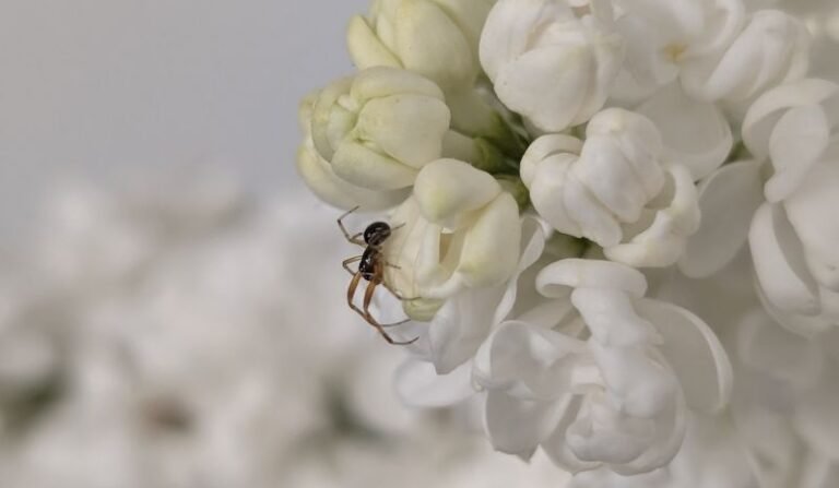 Sheffield Tree Care Ltd