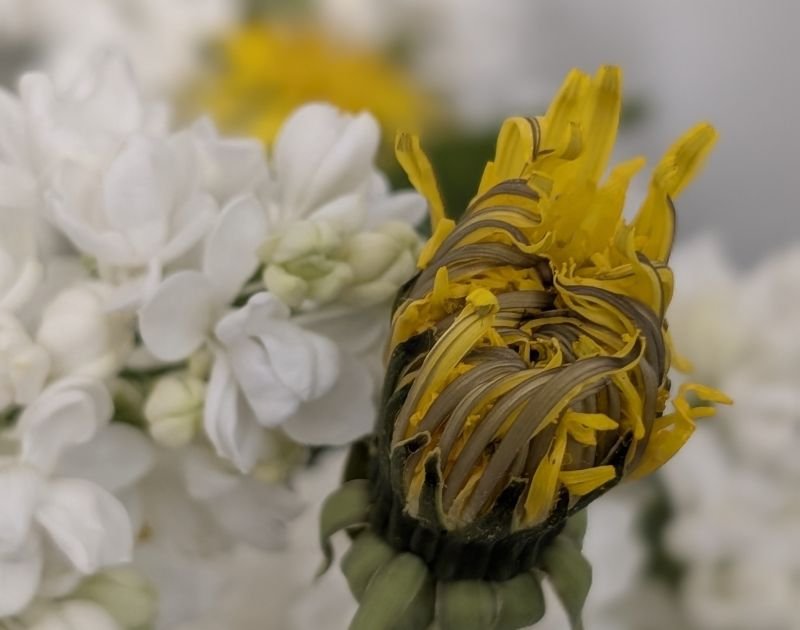 DW Garden Maintenance