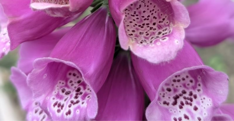 Barran Yennie Garden Peat & Compost