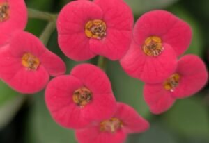 Wrockwardine Allotment Society