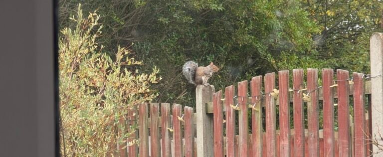 Community Gardens and Projects Near Me